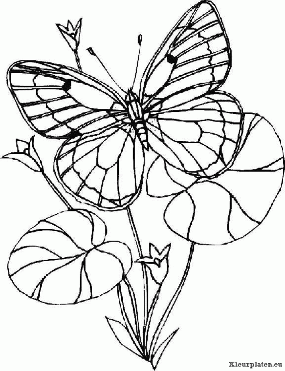 Vlinders kleurplaten