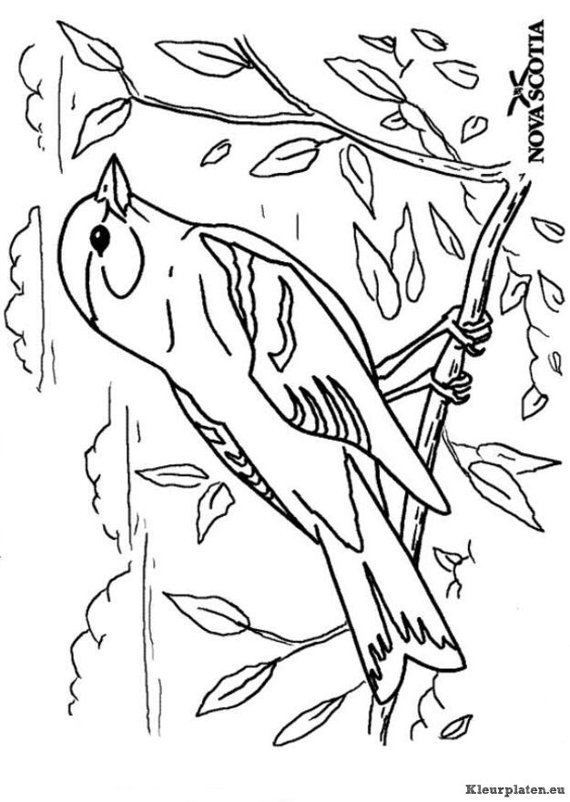 Vogels kleurplaten