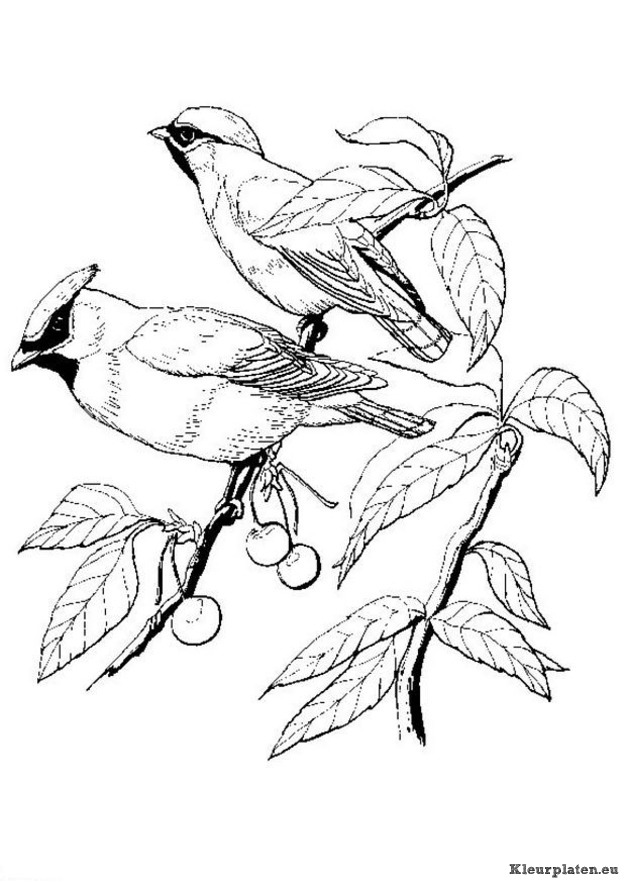 Vogels kleurplaten