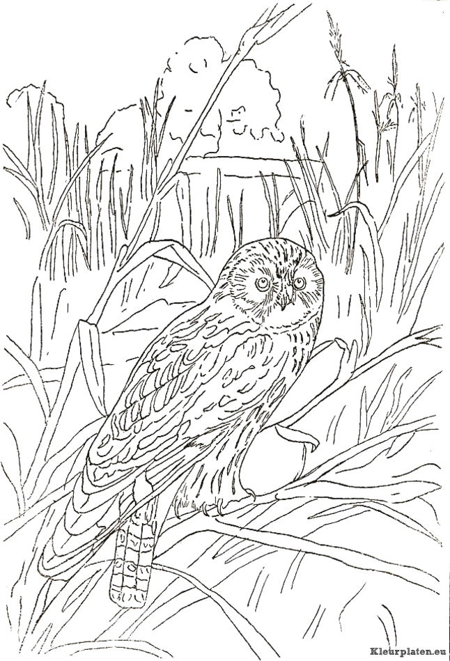 Vogels kleurplaten