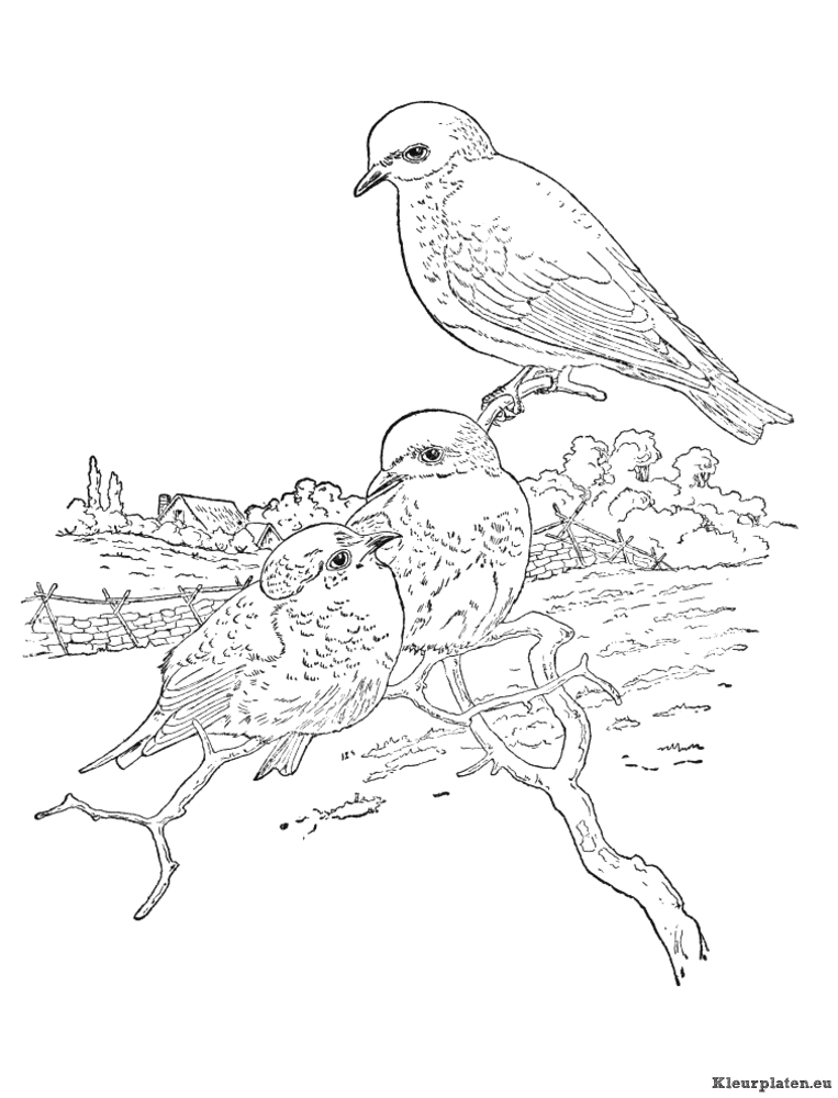 Vogels kleurplaten
