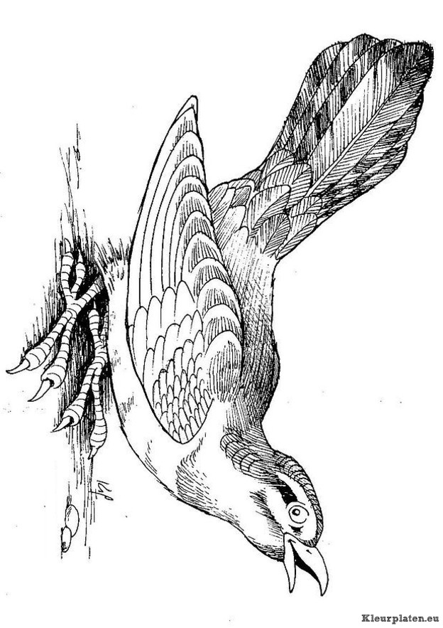 Vogels kleurplaten