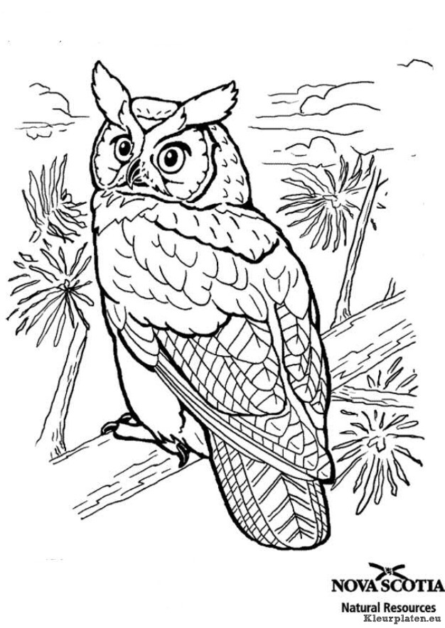 Vogels kleurplaten
