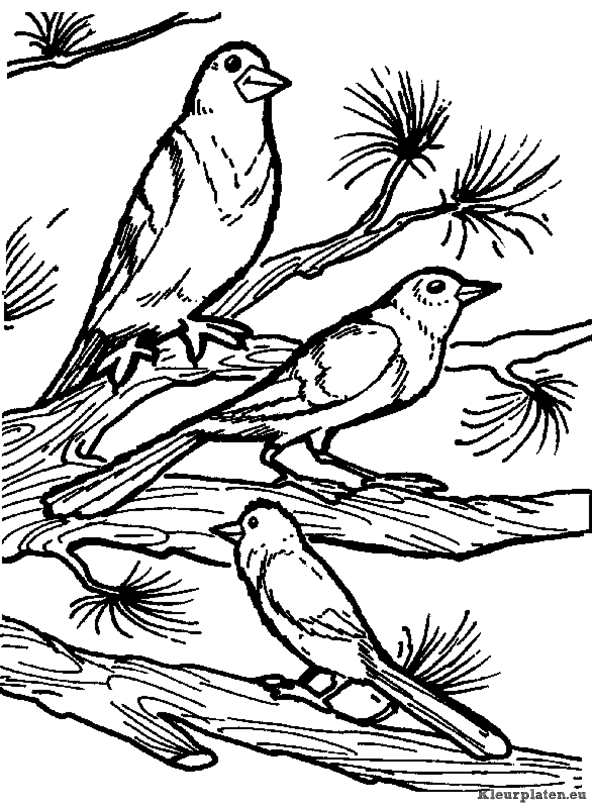 Vogels kleurplaten