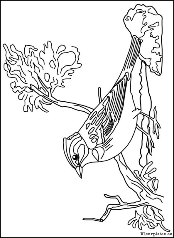 Vogels kleurplaten