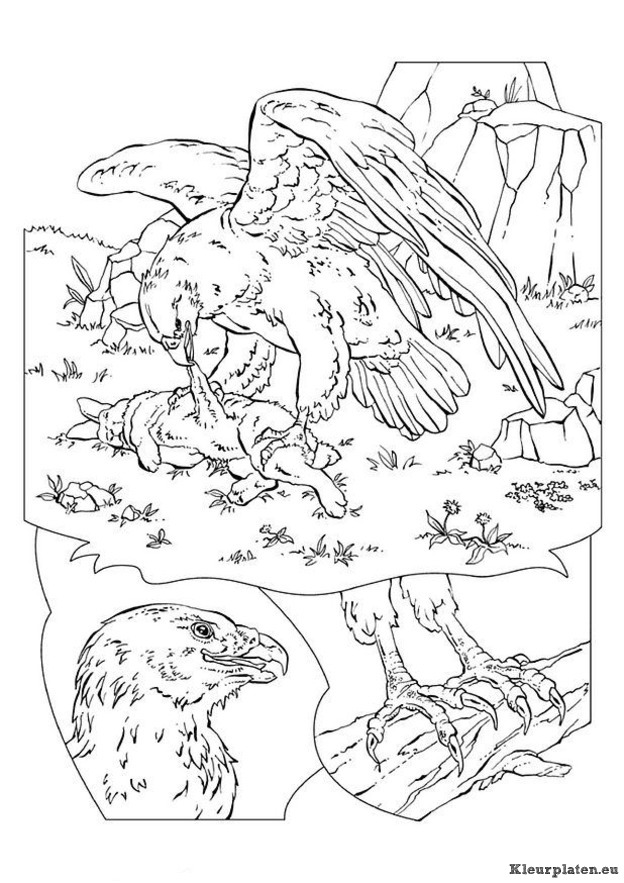 Vogels kleurplaten