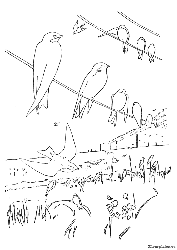 Vogels kleurplaten
