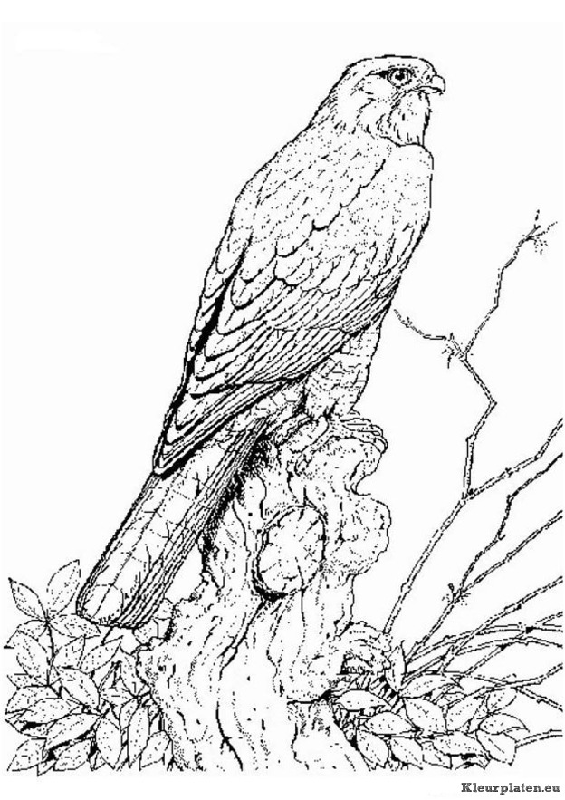 Vogels kleurplaten