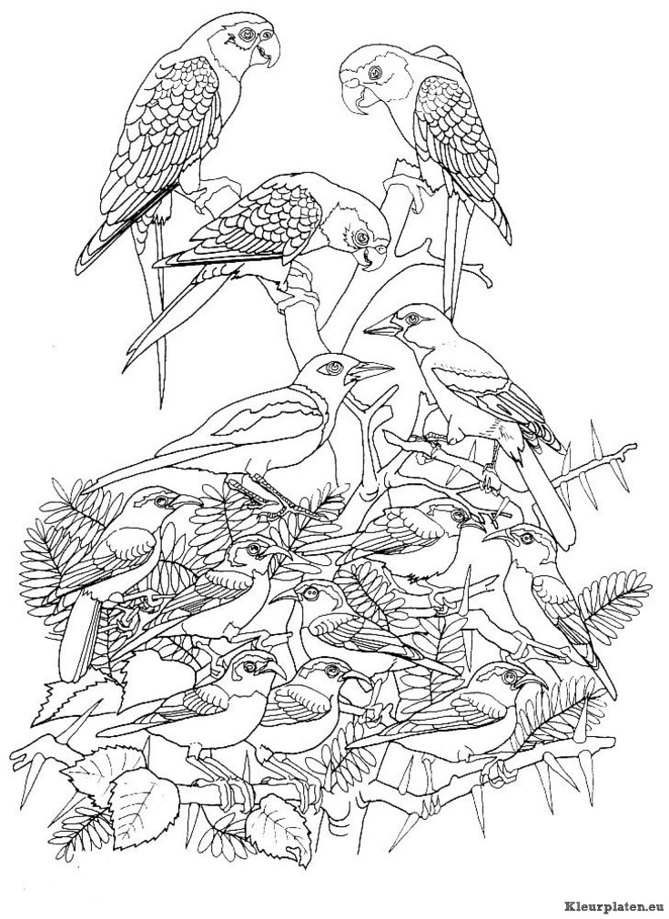 Vogels kleurplaten