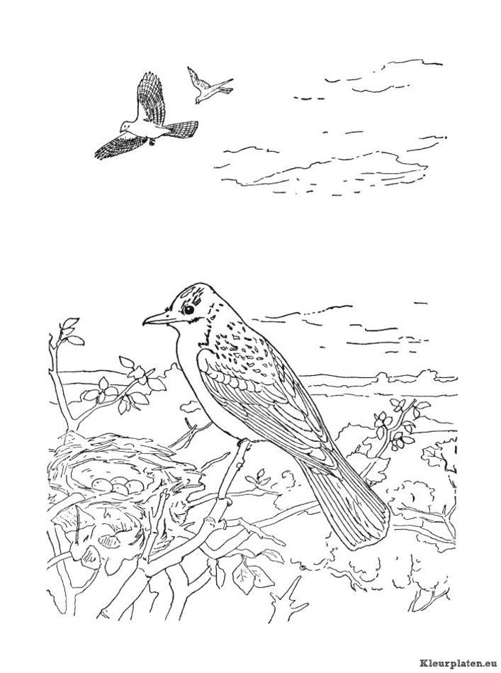 Vogels kleurplaten