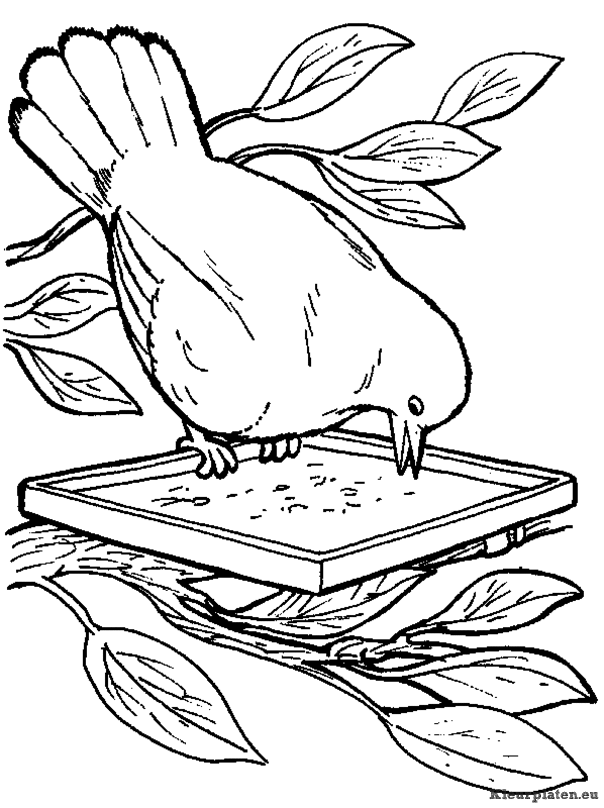 Vogels kleurplaten