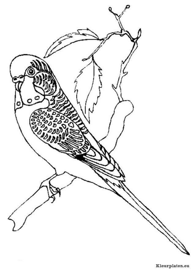 Vogels kleurplaten
