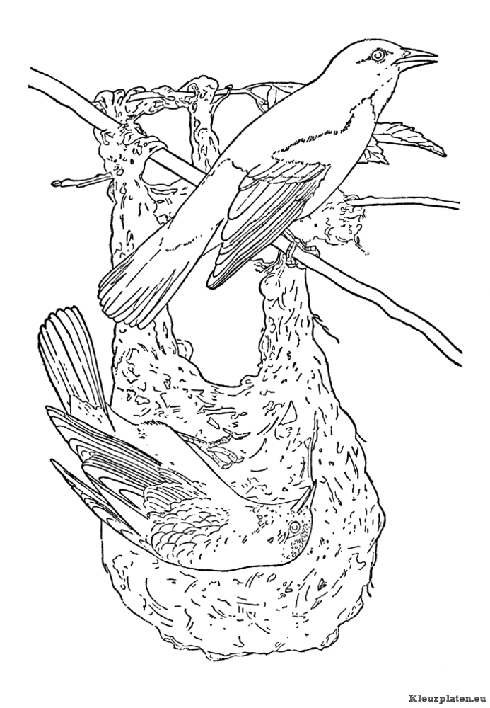 Vogels kleurplaat