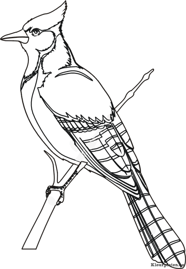 Vogels kleurplaten