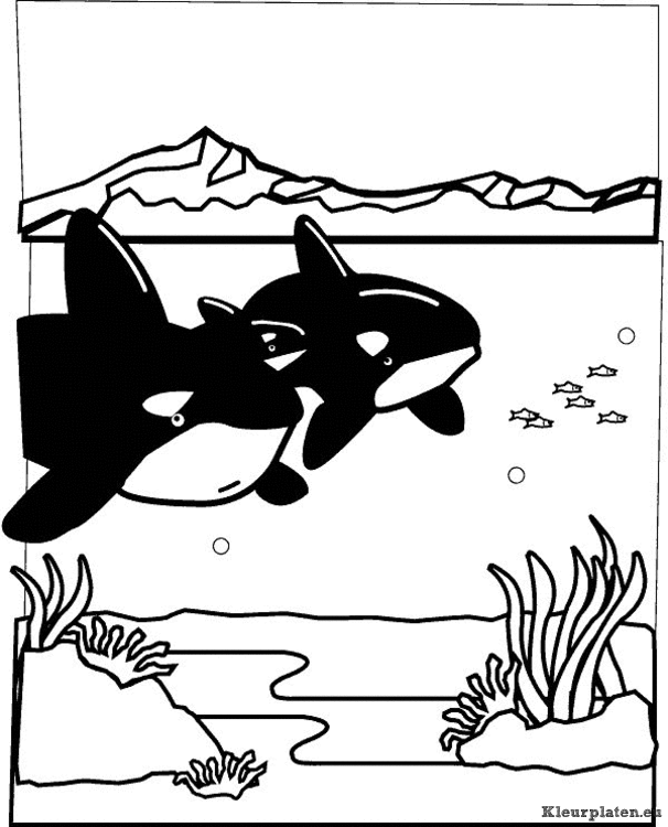 Zeedieren kleurplaten