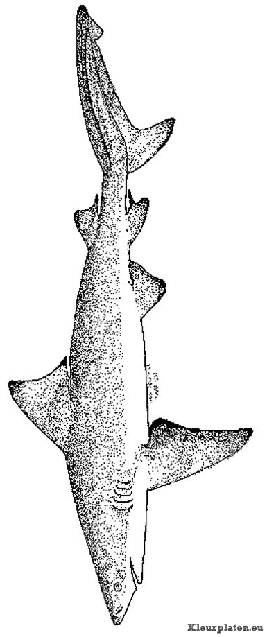 Zeedieren kleurplaten