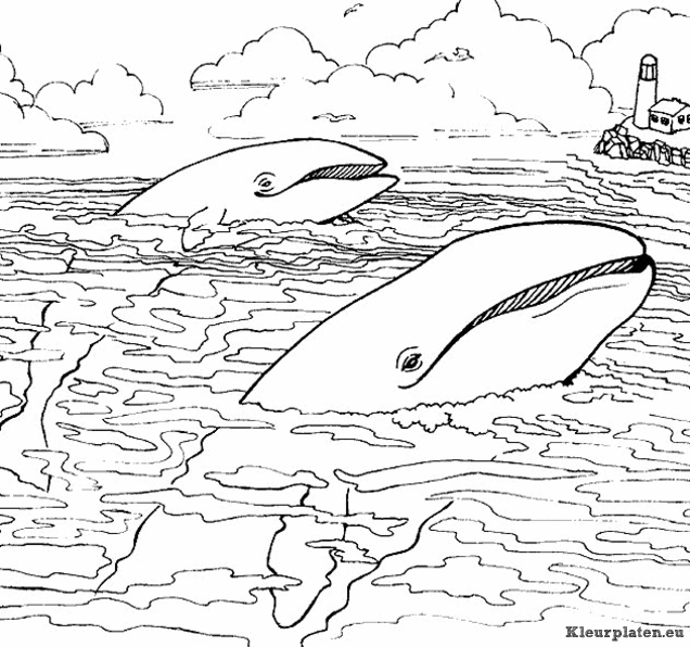 Zeedieren kleurplaten
