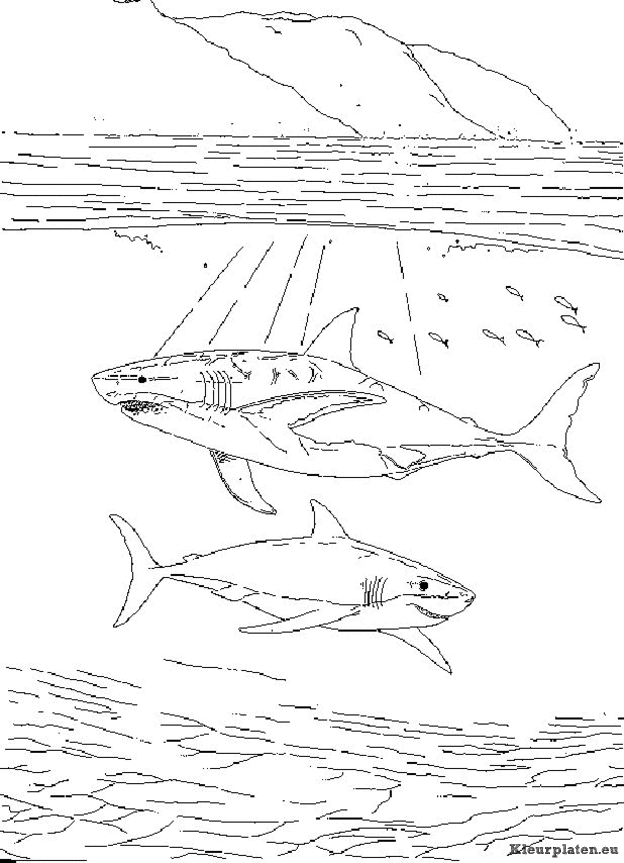 Zeedieren kleurplaten