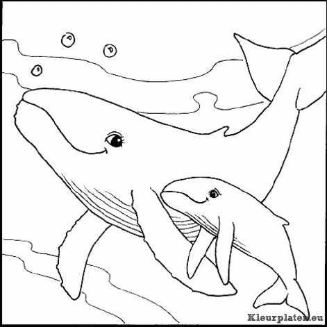 Zeedieren kleurplaten