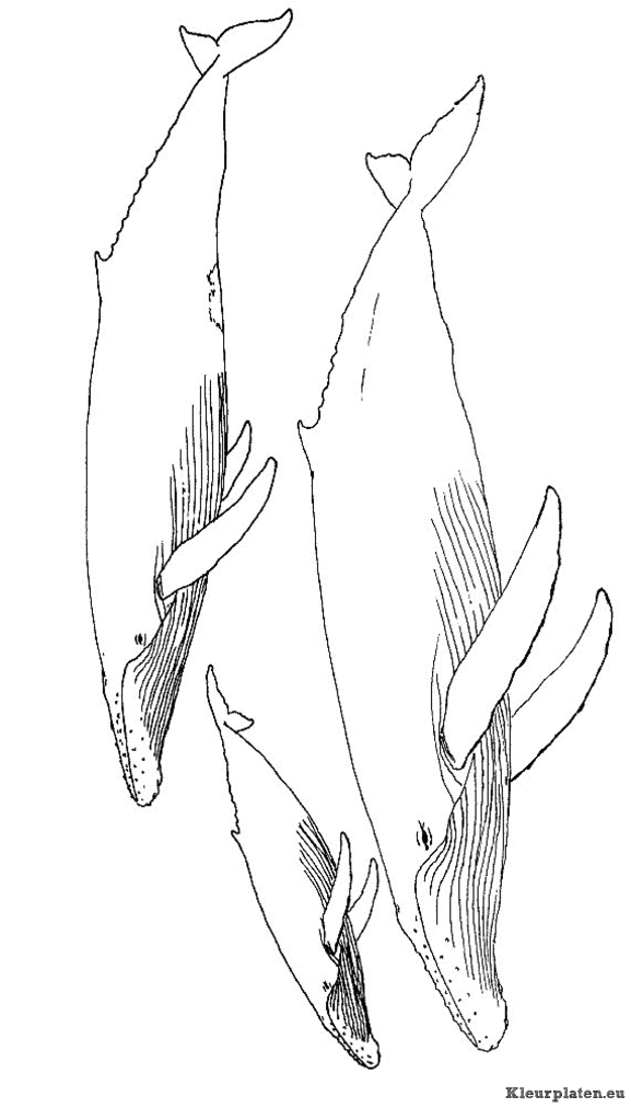 Zeedieren kleurplaten
