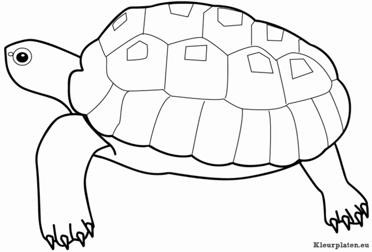 Zeedieren kleurplaten
