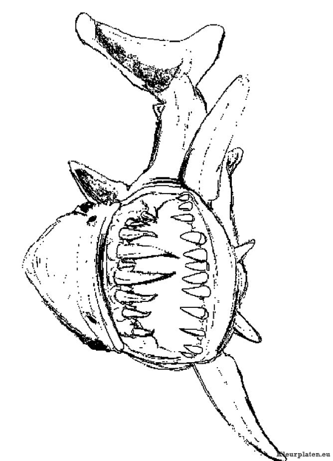 Zeedieren kleurplaten