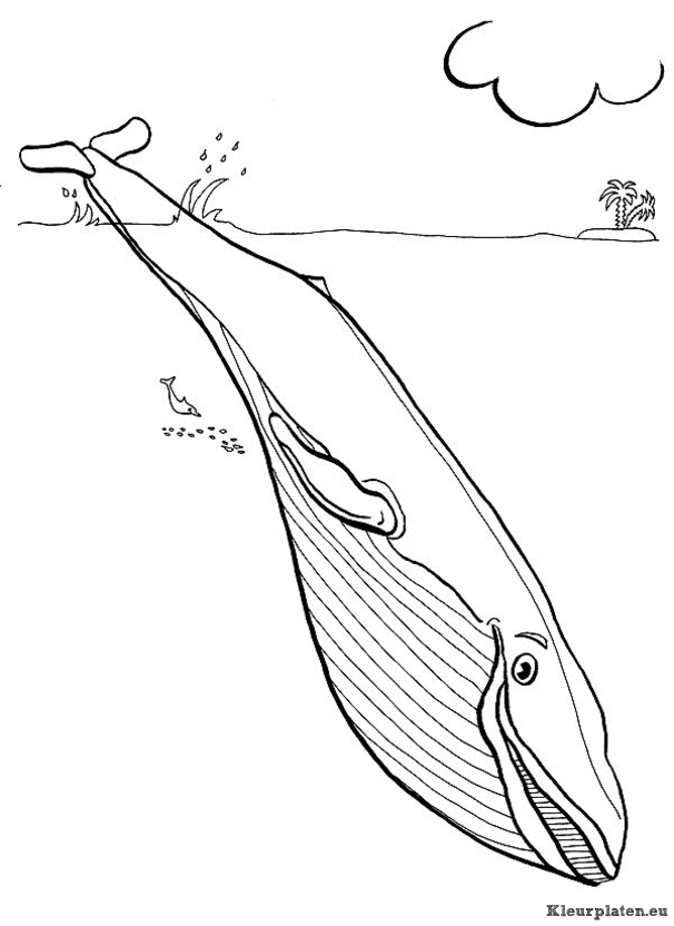 Zeedieren kleurplaat