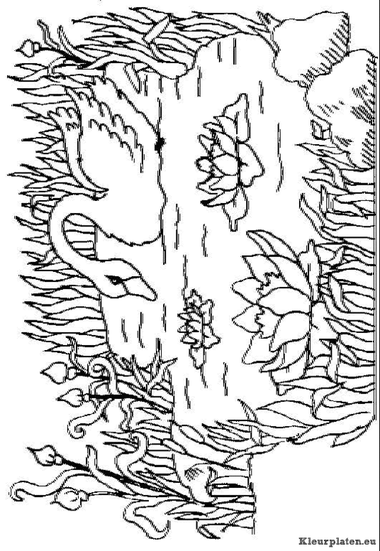 Zwanen kleurplaten