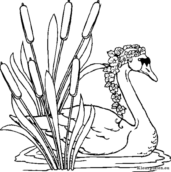 Zwanen kleurplaten