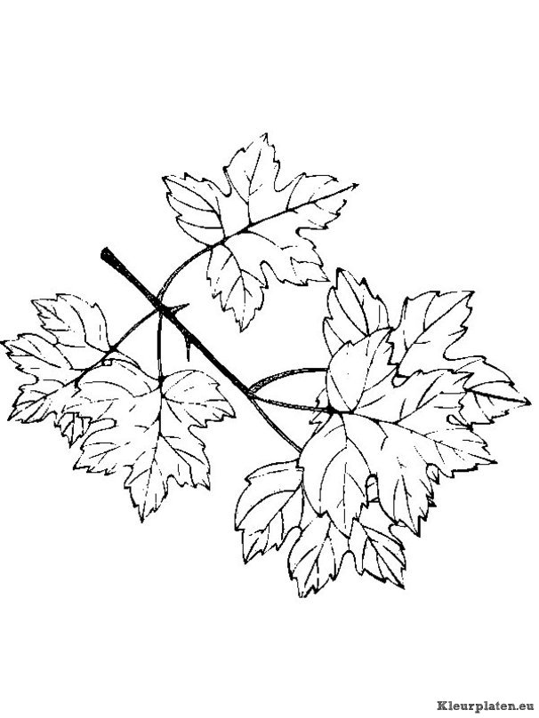 Blaadjes kleurplaten