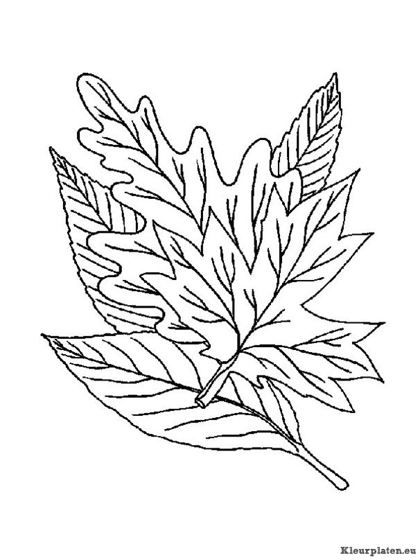 Blaadjes kleurplaten