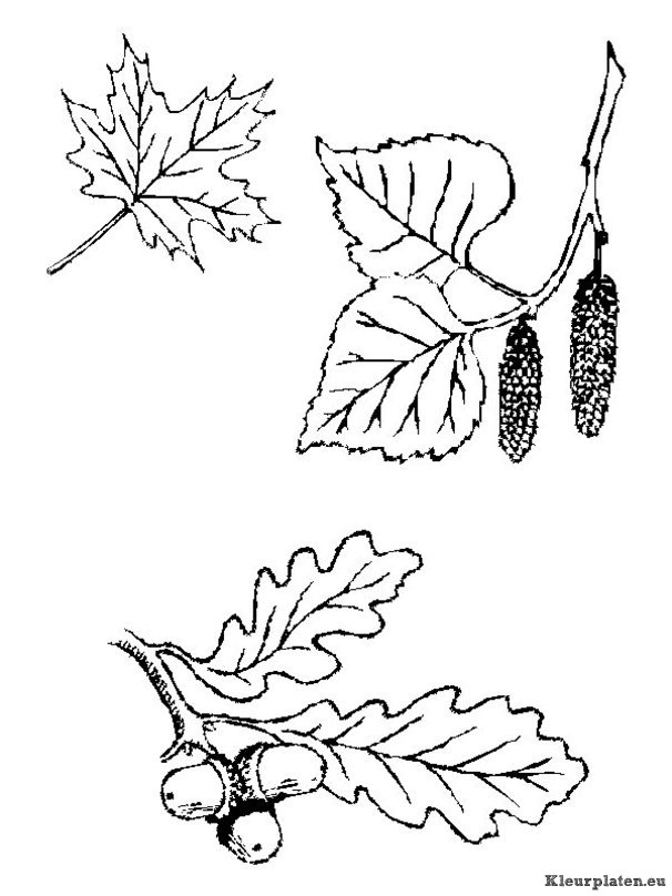 Blaadjes kleurplaten