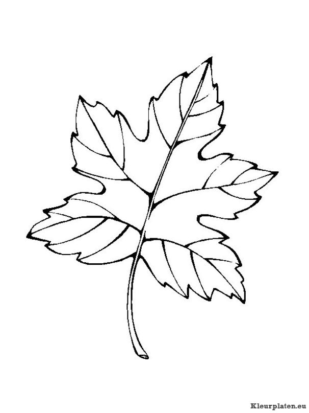 Blaadjes kleurplaten