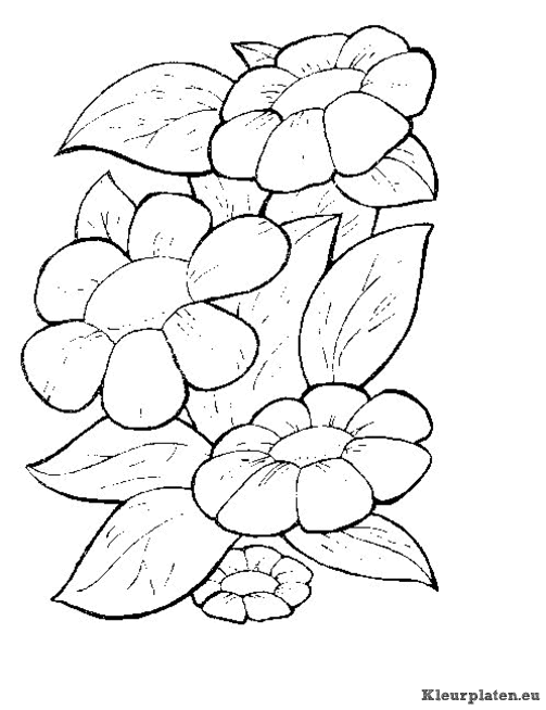 Bloemen kleurplaten