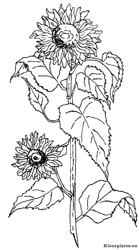 Bloemen kleurplaten