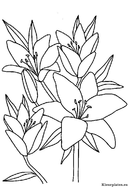 Bloemen kleurplaten