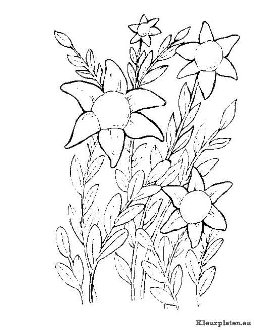 Bloemen kleurplaten