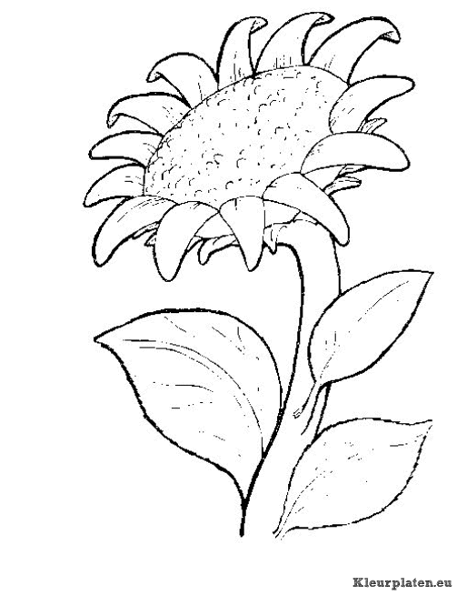 Bloemen kleurplaten