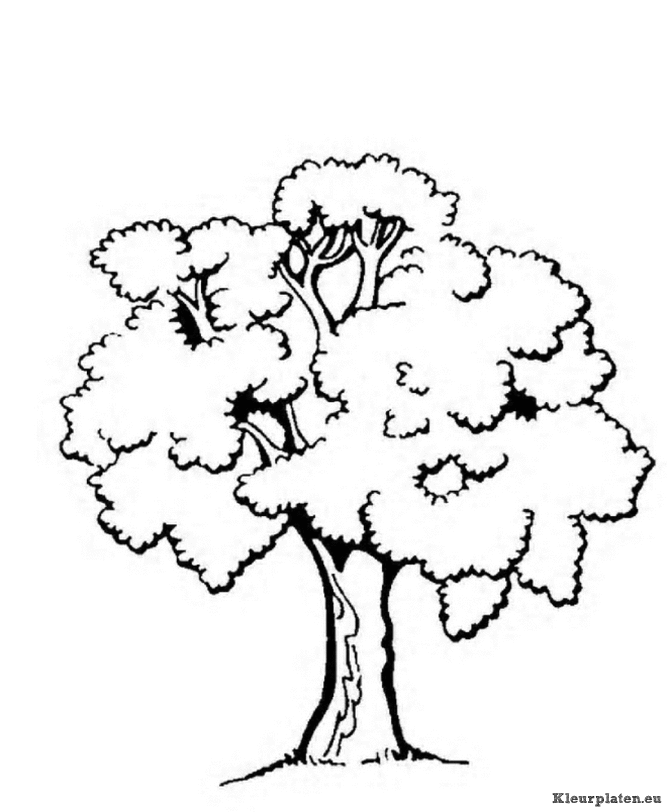 Bomen en blaadjes kleurplaten