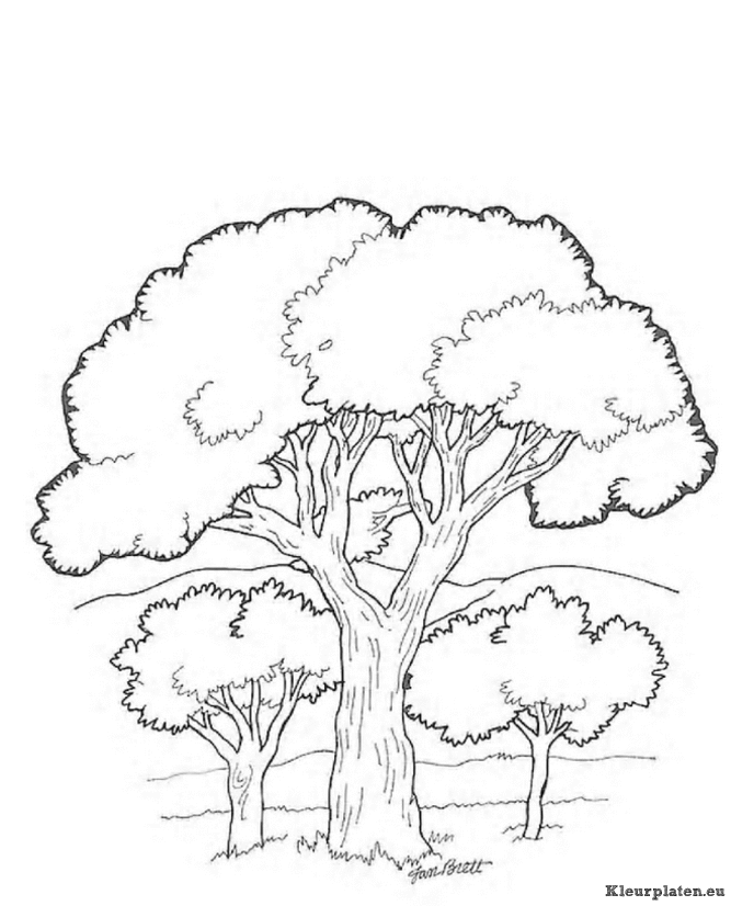 Bomen en blaadjes kleurplaten
