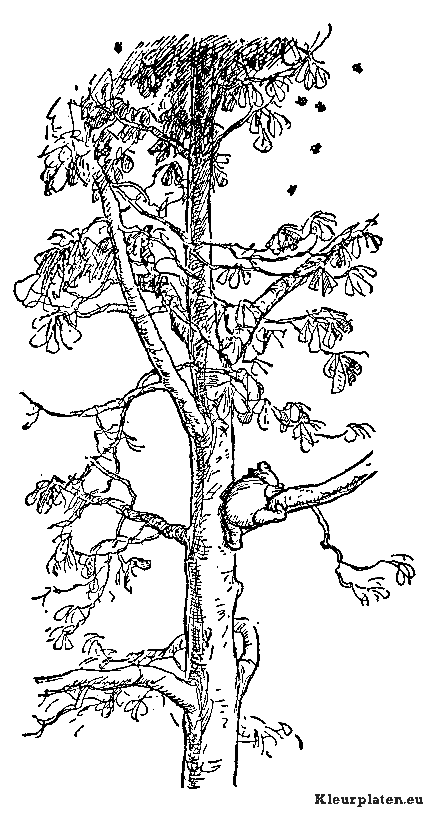 Bomen en blaadjes kleurplaat