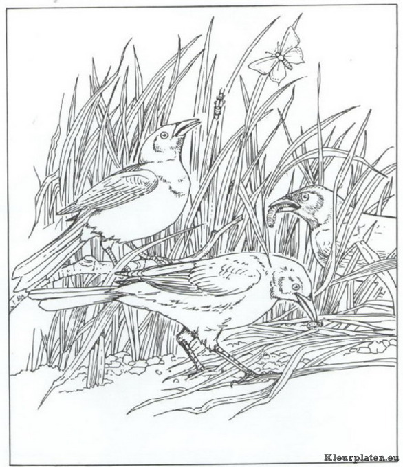 Natuur kleurplaten