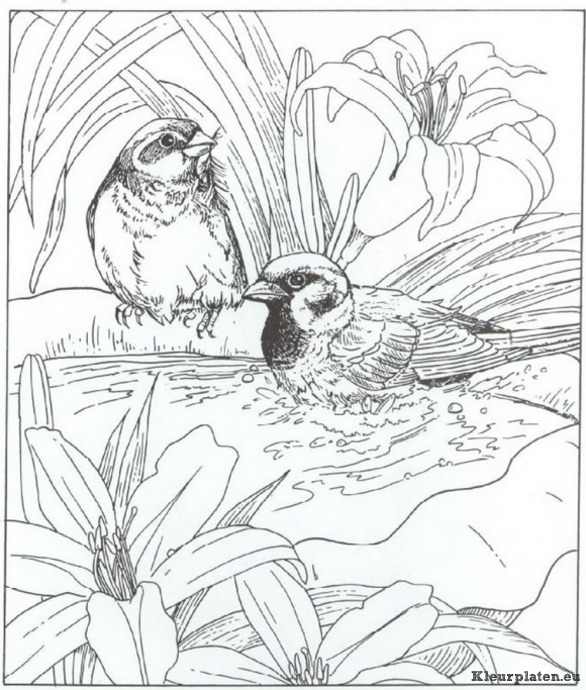 Natuur kleurplaten