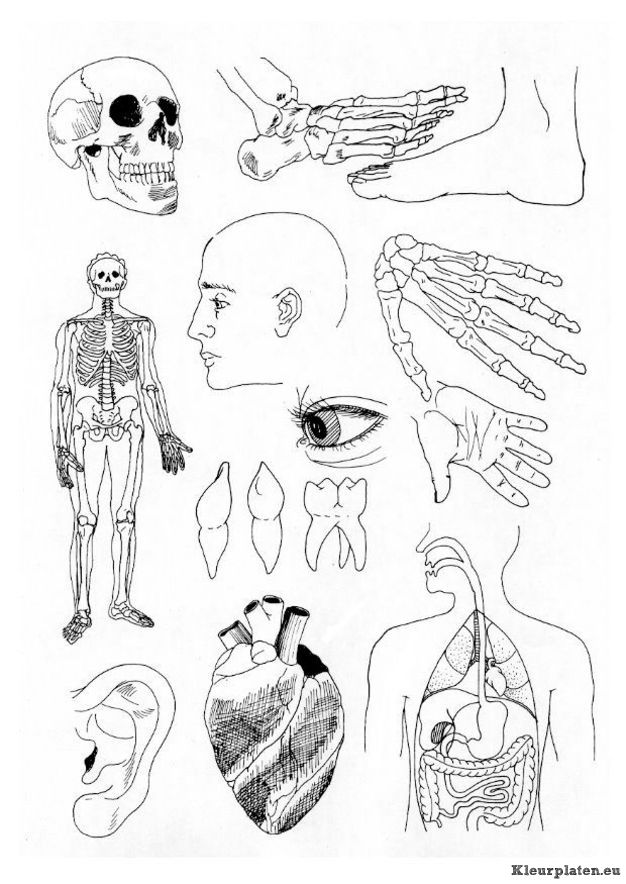 Menselijk lichaam kleurplaat